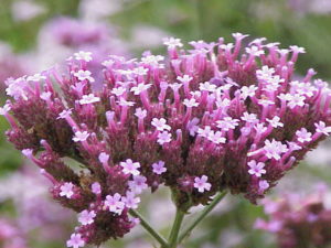 EPH Vervain