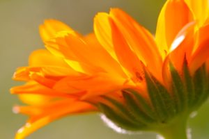 EPH Calendula