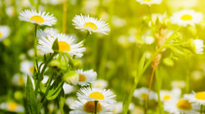 EPH Chamomile Fine Cut