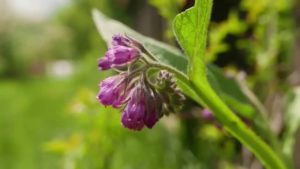 EPH Comfrey