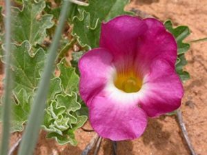 EPH Devils Claw Root